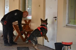 Na zdjęciu mł. asp. Bartłomiej Ciupak i Krak podczas ćwiczeń przeszukują wejście do budynku w poszukiwaniu zapachów narkotyków. foto. Piotr Taras