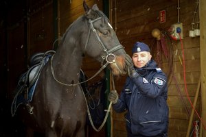 Policjant stoi obok konia, trzyma go za wodze. Zdjęcie wykonane w stajni, od przodu w ciągu dnia.