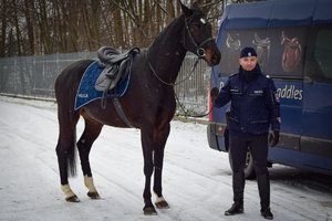 Policjant stoi obok konia, trzyma go za wodze. Zdjęcie wykonane od przodu w ciągu dnia, w tle samochód dostawczy, padający śnieg.