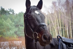 Zdjęcie portretowe konia. Zbliżenie na głowę. Zdjęcie wykonane od przodu w ciągu dnia.