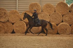 Egzamin policyjnych wierzchowców