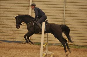 Egzamin policyjnych wierzchowców