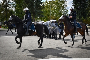 Policyjni jeźdźcy na koniach podczas przygotowań do atestacji na placu Oddziału Prewencji Policji w Rzeszowie