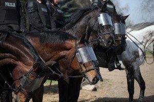 Atestacja policyjnych jeźdźców i koni