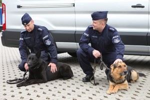 Dwóch policjantów w mundurach kuca ze swoim psami służbowymi na smyczy na tle srebrengo forda transita.