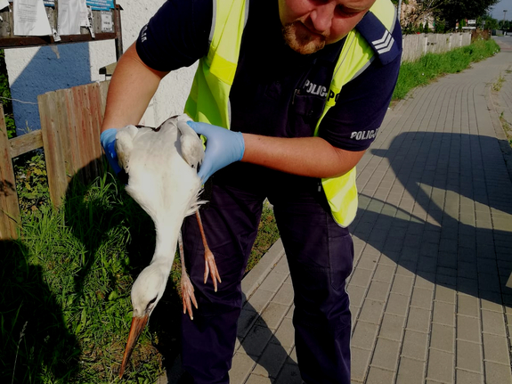 Policjant z ocalonym bocianem