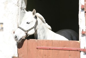 Odzyskany koń wyglądający ze stajni