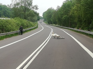 Po &quot;starej&quot; drodze E-7 spaceruje rodzina łabędzi oraz rowerzysta, który stoi na poboczu drogi