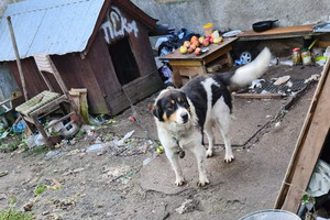 Pies, w sprawie którego interweniowali policjanci, stojący obok budy z krótkim łańcuchem na szyi