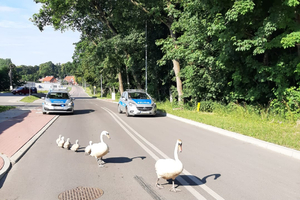 Łabędzie i policjanci na drodze