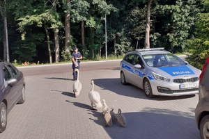 Łabędzie i policjanci na drodze