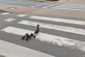 Kaczki idące przez przejście nadzorowane przez policjanta