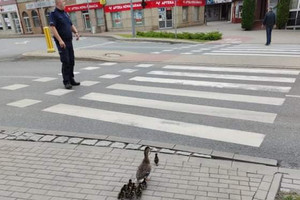 Kaczki idące przez przejście nadzorowane przez policjanta