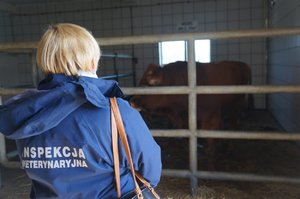 Inspektor Santarny podczas wykonywania czynności w ubojni, przygląda się zwierzętom