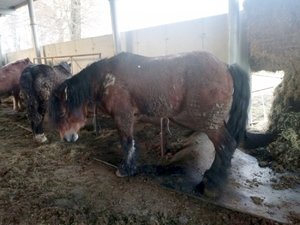 Konie przebywające na terenie gospodarstwa rolnego