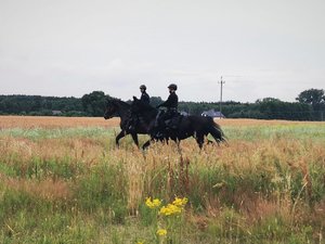 Zdjęcie kolorowe. Widoczni dwaj policyjni jeźdźcy na koniach służbowych