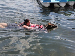 Pies ratowniczy holuje kobietę w wodzie