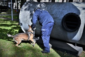 Na zdjęciu na pierwszym planie widać pracę policjanta umundurowanego z psem służbowym, który obwąchuje rurę.