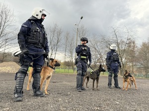 Umundurowani policjanci z psami służbowymi