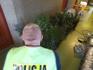 policjanci przy zabezpieczonej nielegalnej plantacji