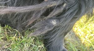 obrażenia psa, odebranego przez OTOZ właścicielce podejrzewanej o znęcanie się nad psem