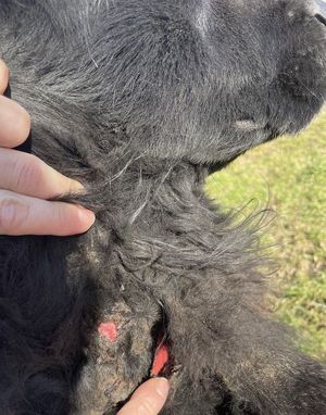 obrażenia psa, odebranego przez OTOZ właścicielce podejrzewanej o znęcanie się nad psem