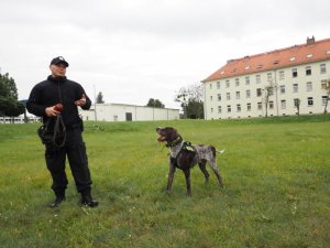policjanci podczas cwiczeń w terenie przy pomocy psów służbowych