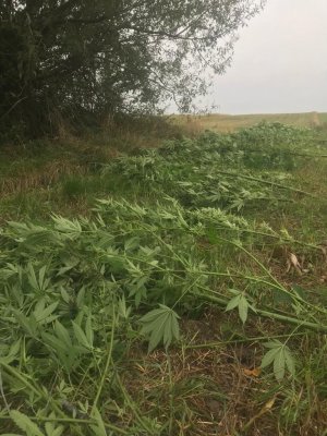 Zabezpieczona plantacja narkotykowa i zabezpieczone rośliny