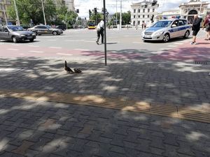 radiowóz blokujący ruch na skrzyżowania, obok ludzie próbujący wydostać kaczkę spod auta,
