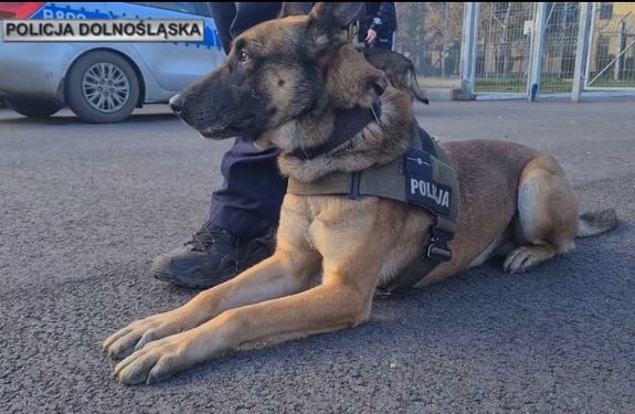 funkcjonariusze z psami służbowymi