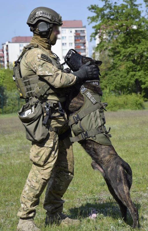 pies służbowy ronin