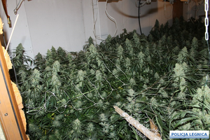 Na zdjęciu domowa plantacja marihuany.