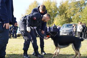 osoba dająca pomarańczową piłeczkę psu