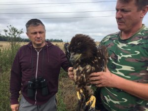 Na zdjęciu stojący na polanie Komendant Powiatowy Policji w Środzie Śląskiej - podinsp. Dariusz Smoliński z zawieszona na szyi lornetką, a tuż obok przedstawiciel ochrony zwierząt trzymający w rękach uratowanego orła.