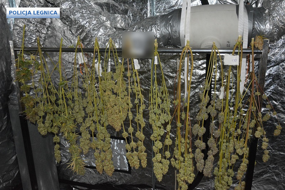 suszona marihuana zabezpieczona przez policjantów