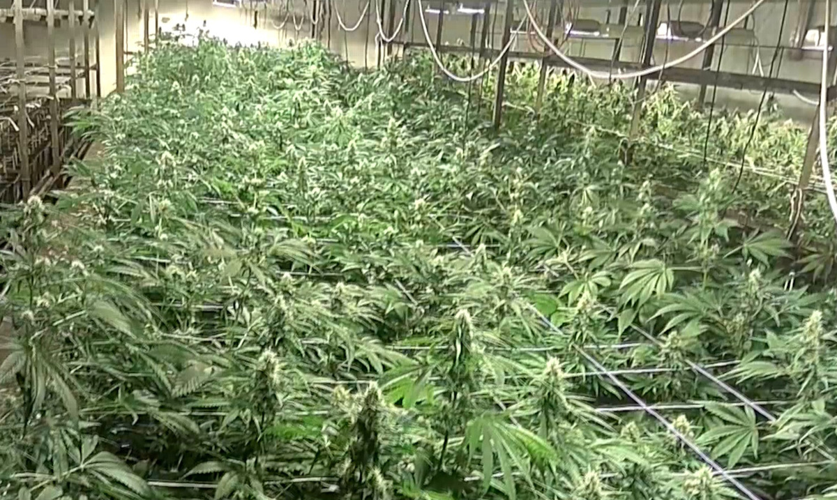 Plantacja marihuny.