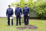 Kierownictwo KWP w Lublinie podczas sadzenia dębu
