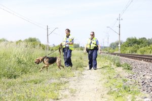 fot. policyjne przewodniczki psów służbowych i ich podopieczni