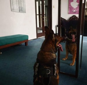 pies policyjny, z wystawionym językiem, siedzący przed lustrem. w lustrze odbicie psa
