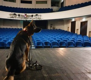 pies służbowy, na smyczy i szelkach, siedzący na scenie w teatrze dramatycznym w Białymstoku. w tle puste niebieskie krzesełka na widowni. Pies z obróconym pyskiem w prawo