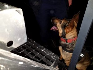 ciemne tło, pies policyjny siedzący obok metalowych schodów