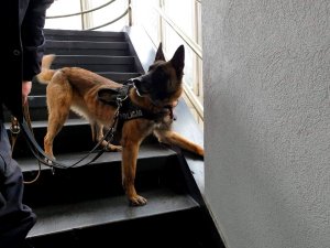 pies policyjny, na szelkach i smyczy, stojący na ciemnych schodach teatru dramatycznego w Białymstoku