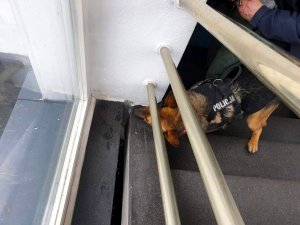pies policyjny, węszący pomiędzy schodami a oknem. W tym miejscu znajduje się schowany materiał do ćwiczeń