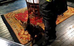 policyjny pies, obok stojący policjant w czarnym mundurze. Oboje stoją na podłodze i kolorowym dywanie