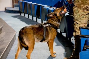 policyjny pies trzymający w pysku kolorową piłeczkę. obok stojący pracownik służby więziennej