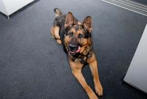 policyjny pies z wystawionym językiem, leżący na podłodze z wyciągniętymi łapami do przodu