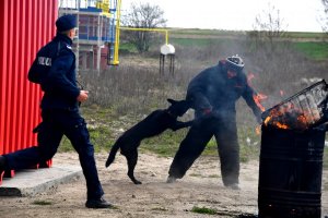 Policyjny pies gryzie pozoranta, policjant dobiega. Po lewej stronie ognisko