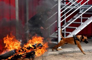 Przewodnik psa służbowego w raz z psem wybiegają ze schodów. Na pierwszym planie płomienie