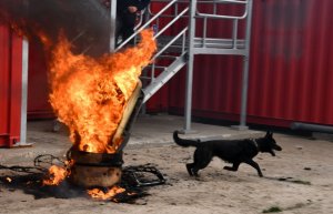 Po prawej stronie biegnie pies służbowy. Po lewej stronie duże płomienie z ogniska