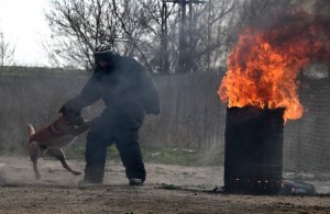 Policyjny pies gryzie pozoranta. Po prawej stronie duże płomienie.